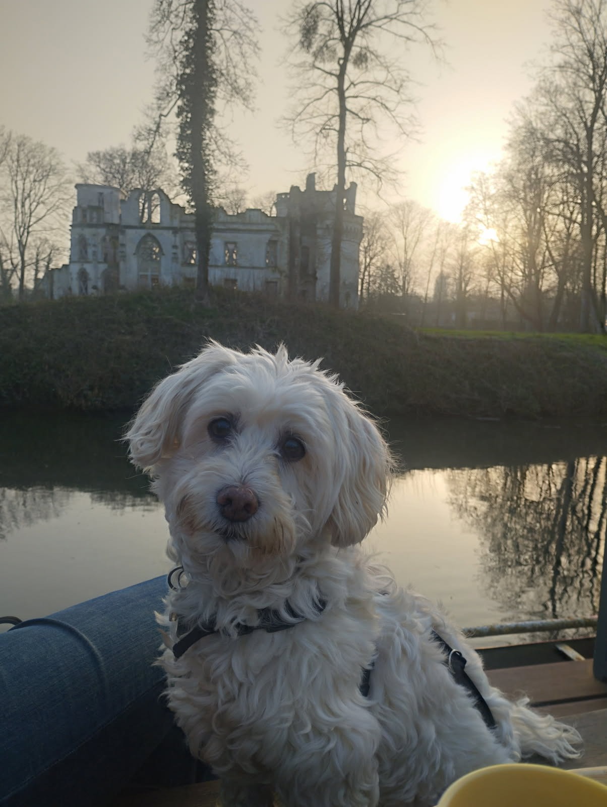 Un petit chien blanc à l’avant de la péniche, le château en arrière-plan