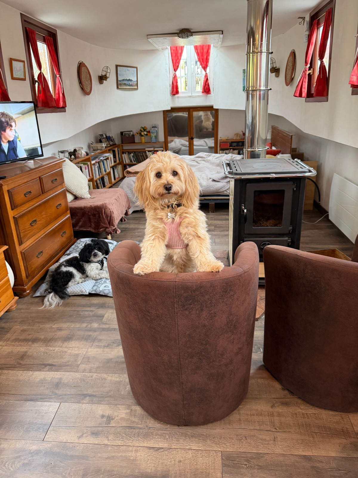 Un chien assis dans un fauteuil du salon