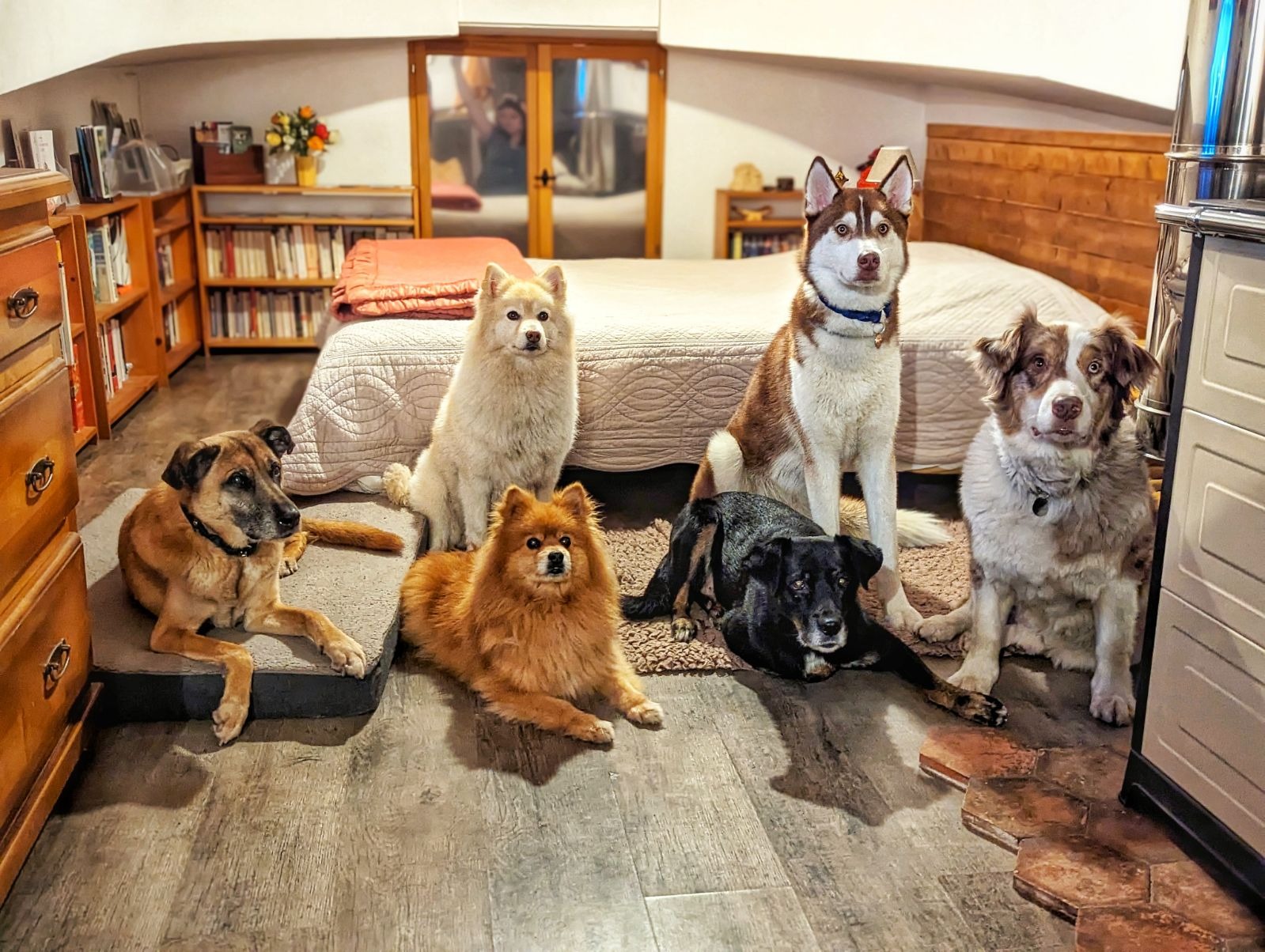 Six chiens réunis dans le salon de L’Arche de Noé